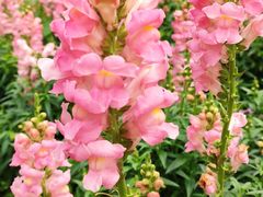 -天适樱花悠乐园