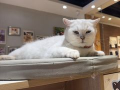 -藏猫猫咖啡主题馆(中央大道店)