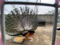 -意大利农场度假村