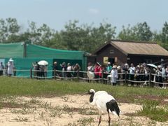 -盐城丹顶鹤湿地生态旅游区