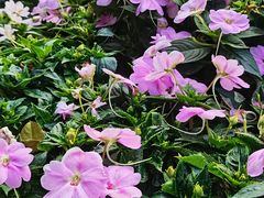 -松山湖梦幻百花洲