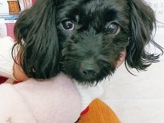 -仁华宠物医院(青羊店)