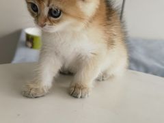 -中农国际动物医院24小时·猫科·骨科·急重症中心