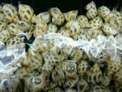 -龙溪海鲜酒家(溪涌店)