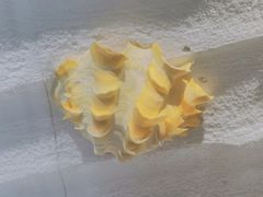 -青岛贝壳博物馆