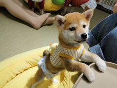 -逗柴咖啡屋·狗咖猫咖宠物桌游