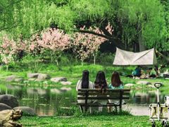 -上海共青森林公园