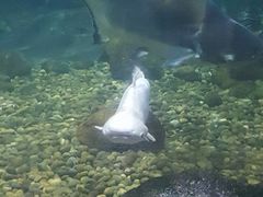 -暹罗海洋世界