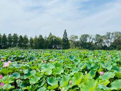 -泗洪洪泽湖湿地景区