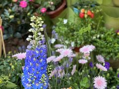 -溪岸路花鸟市场