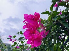 -花博汇(知音花月夜)