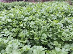 -丰宝源客家菜(常平店)