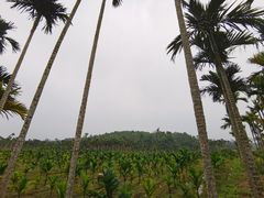 -蔡家宅