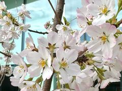 -高嶺咖啡(望京店)