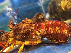 -海鲨湾海鲜会馆(百家湖1912店)