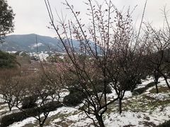 -香雪海