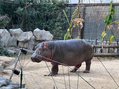-上海野生动物园