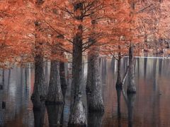 -白鹭湾湿地公园