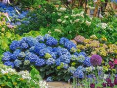 -深圳仙湖植物园