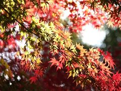 -西湖风景区-江洋畈生态公园