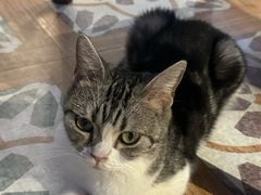-猫猫幼稚园·撸猫·桌游·电玩