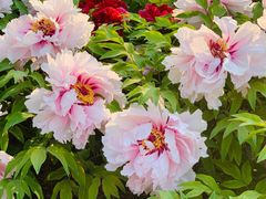 -莲花池公园
