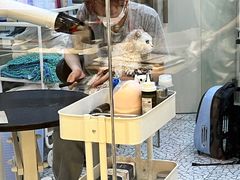 -momokira米努特·德文卷毛猫·棉花面纱犬