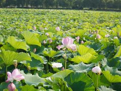 -荷塘月色湿地公园·向阳花洲
