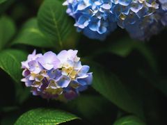 -上海滨江森林公园