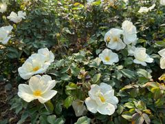 -人民公园(罗湖区)