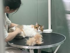 -四月宠物医院·猫专科·心脏专科·内科(转塘店)