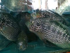 花猫鱼-新庆嫂渔港