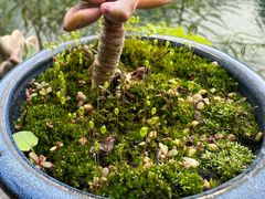 -生宇山珍野生菌汤锅•始于2002(双流古塔店)