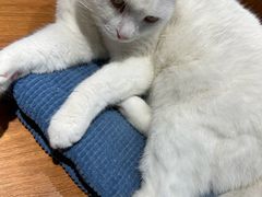 -有猫主题·治愈系猫咖(曾厝垵店)