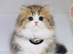 -lincat·猫舍(广州店)