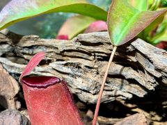 -云溪植物园