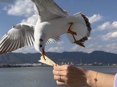 -海埂大坝