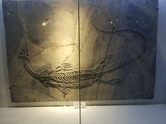-重庆自然博物馆(新馆)