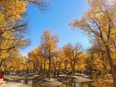 -金塔沙漠胡杨林景区