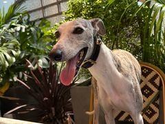 -Grande A'moo(上海万象城店)