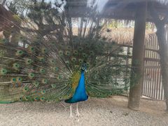 -南宫五洲植物乐园