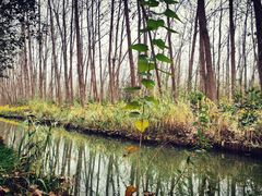 -合肥滨湖国家森林公园