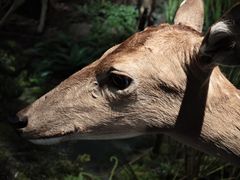 -陕西自然博物馆