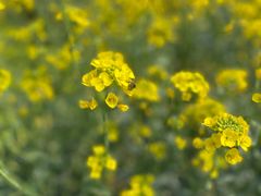 -东山风景区(洞庭东山)
