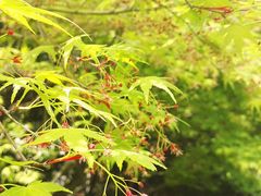 -桃花岛景观公园