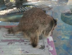 点击看大图 -萌宠亲子动物乐园(槐房万达店)