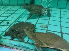-天怡·鱼工厂(梅溪湖店)