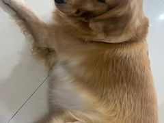 -汪说·狗咖(旺城大厦店)