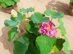 -莲花池公园