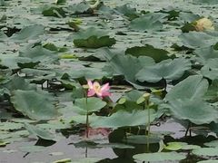 -丁香湖公园